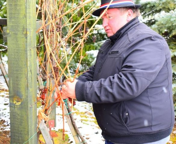 Vinkovo u Starcima: Započela još jedna vinogradarska godina/Foto