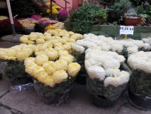 WhatsApp-Image-2019-10-30-at-09.12.27-1