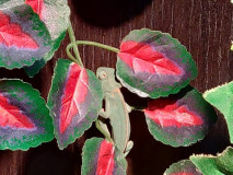 f33b2a42-c283-44a3-9903-31082b802070 f33b2a42-c283-44a3-9903-31082b802070