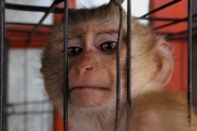 Majmun-u-zatocenistvu