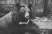 Medvjed-u-zatocenistvu