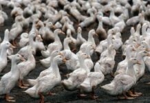 Usmrtili 27.000 peradi misleći da imaju ptičju gripu