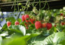 Cijene jagoda na tržnicama i 100 posto veće od otkupnih, “kriva zelena mafija”