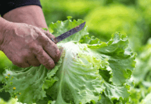 Naše mi najbolje paše: Kaufland poziva male proizvođače i OPG-ove na suradnju