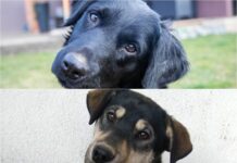 Udomljavanje kućnih ljubimaca trenutno je odličan izbor i za vas i za njih