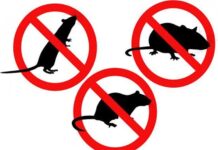 Obavijest o preventivnoj deratizaciji na području općine Nova Kapela