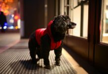 Nova Gradiška: Od idućeg tjedna popis pasa u kućanstvima