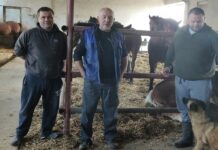 OPG iz Dragalića: Obitelj Trnka spojila dvije ljubavi – ratarstvo i konjogojstvo