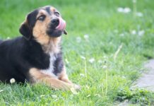 Grad planira sufinancirati čipiranje i sterilizaciju pasa