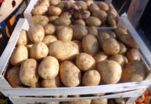 Zbog korona krize došlo do eksplozije uvoza krumpira