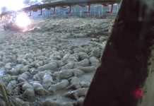 Potresno i uznemirujuće: Eutanazirali svinje gušenjem i prženjem na 120 stupnjeva