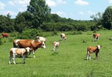 Dodatnih 52 milijuna kuna za tovno gospodarstvo