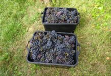 Donesene interventne mjere pomoći sektoru vina