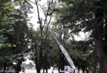 Uređuje se Gradski park: Novogradiščani će i ove godine moći uživati u hladu stoljetne ljepotice