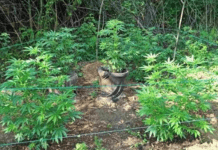 PU brodsko – posavska: Otkrili nasad indijske konoplje