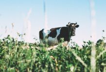 Dukat spašava otkup mlijeka u Slavoniji