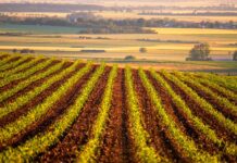 Domaći proizvođači u strahu: Zabrana hrane sa hrvatskog sela