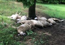 Udar groma ubio mu 20-ak ovaca, pomoć stiže od ljudi velikog srca