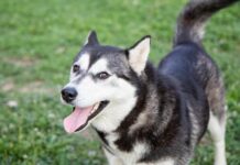 Iz Udruge Novogradiške njuške vas pozivaju: Ukoliko želite udomiti psa, javite im se