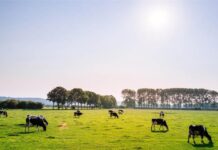 Izmjena uvjeta kreditiranja za FI „obrtna sredstva za ruralni razvoj“