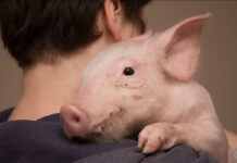 I u Hrvatskoj pokrenut Super Izazov 22!