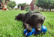 Riki pronađen u smeću, a sada traži novi dom, upoznajte ga!