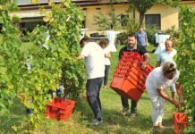 Udahni, okusi, doživi vinograde Brodskog Stupnika: „1. Novinarska berba“