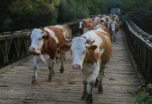 Nestaju čorde krava kojima se nekada ponosilo gotovo svako selo u novogradiškom kraju