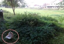 OKRUTNO I ŽALOSNO: U Željezničkoj ulici odbacili mrtvog psa u papirnatoj vreći