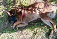 Ubijen pas, za informacije o počinitelju nude nagradu