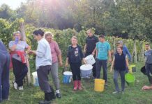 Jesen u mom kraju: Kad se beru vinogradi… / foto