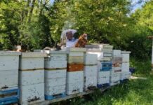 Pčelari iskoristili ovogodišnju omotnicu – isplaćeno 14,8 milijuna kuna