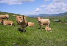 Isplata i završno poravnanje potpore primarnim poljoprivrednim proizvođačima u sektoru biljne proizvodnje i sektoru stočarstva u 2020. godini