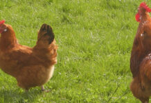 Kao da nam korone nije dosta: Potvrđena influenca ptica, propisane obveze za vlasnike peradi