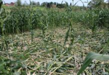 Uskoro jedinstveno osiguranje za štete od divljači koje će uključiti i poljoprivredne usjeve!