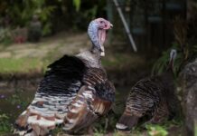 Na farmi purana potvrđena ptičja gripa