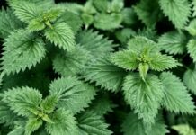 Traže poljoprivrednike koji će za njih uzgajati koprivu