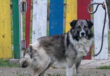 Šarmer s velikim pokrićem: Upoznajte Sharkya koji traži novi dom!