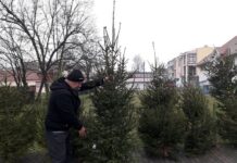 Božić pred vratima: Krenula je prodaja borova, provjerili smo kakve su cijene