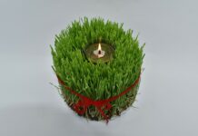 Trikovi za lijepu i gustu božićnu pšenicu