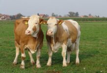 Isplaćeno više od 53 milijuna kuna potpore u sektoru govedarstva