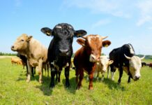 Otvoreno e-savjetovanje prijedlog potpora za iznimno osjetljive sektore za 2021. godinu