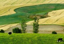 Poljoprivrednicima isplaćeno 6,8 milijardi kuna