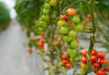 Uskoro natječaj za proizvođače povrća u plastenicima