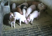 Neće ih zaboraviti: Dodatnih 1,5 milijuna kuna za nabavu stočne hrane za potresom pogođena područja