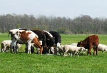 Besplatno cijepljenje i liječenje životinja na potresom pogođenim područjima