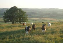 BPŽ OBJAVILA: Ovo su stočari koji su dobili potpore