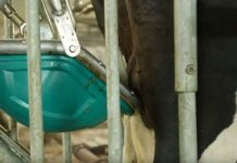 Toalet za krave osvojio zlatnu medalju kao najbolja inovacija u stočarstvu