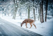 Ministarstvo poljoprivrede nastavlja s financiranjem jedinstvene police osiguranja za štetu nastalu od naleta vozila na divljač