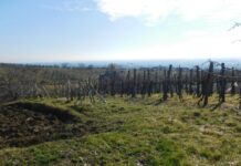 Najava Javnog natječaja za mjeru Ulaganja u vinarije i marketing vina